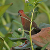 Ruddy Crake